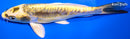 7.75" KIN KIKOKURYU