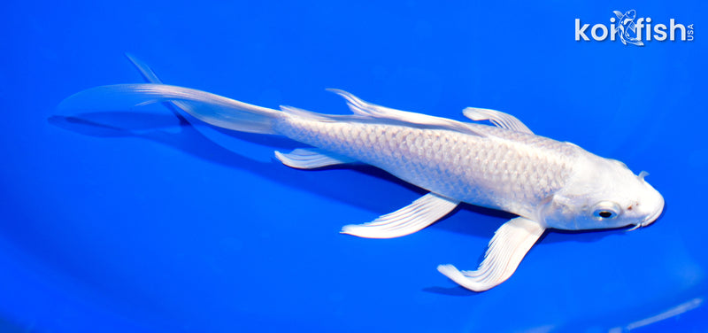 7.25" PLATINUM OGON BUTTERFLY