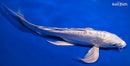 9.5" DOITSU PLATINUM OGON BUTTERFLY