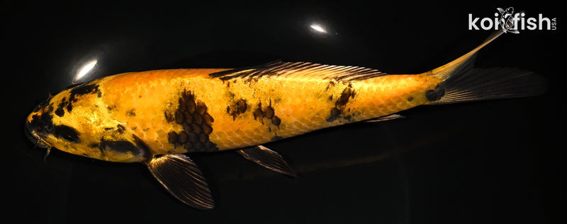 9" KIN KI UTSURI