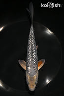 7.25" GINRIN SORAGOI