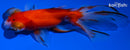 5" CALICO TELESCOPE GOLDFISH