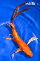 7.5" DOITSU ORENJI OGON BUTTERFLY