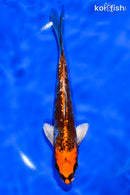 6.5" GINRIN BENI GINGA