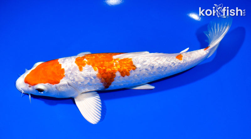 8.5" GINRIN HARIWAKE