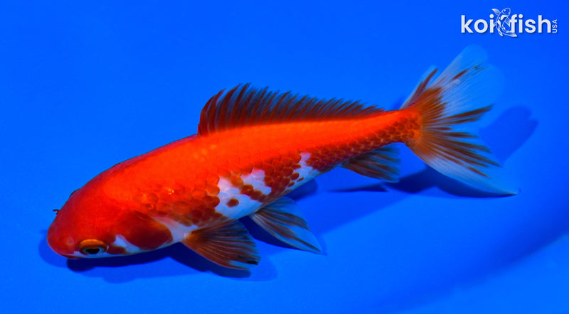 5.5" WAKIN GOLDFISH