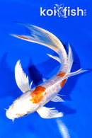 7" ARAGOKE KIKUSUI BUTTERFLY