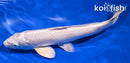 9.75" PLATINUM OGON