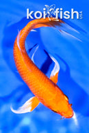 7.25" ORENJI OGON BUTTERFLY