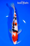9" SANKE