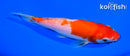 5.75" KOHAKU