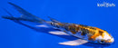 5.25" HEISEI NISHIKI BUTTERFLY