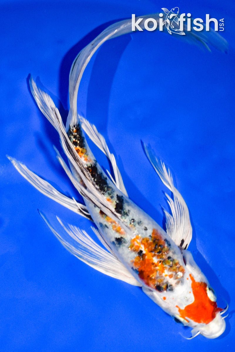 9.5" YAMATO NISHIKI BUTTERFLY