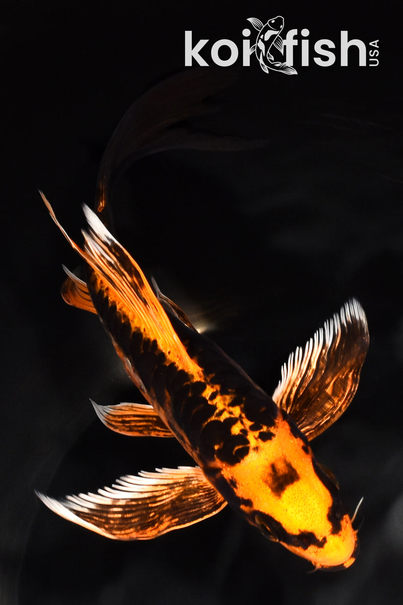 7.75" ARAGOKE BENI KIKOKURYU BUTTERFLY