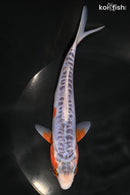 7.75" SHUSUI