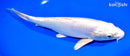 9.75" LEATHER PLATINUM OGON