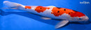 15.25" GINRIN SANKE