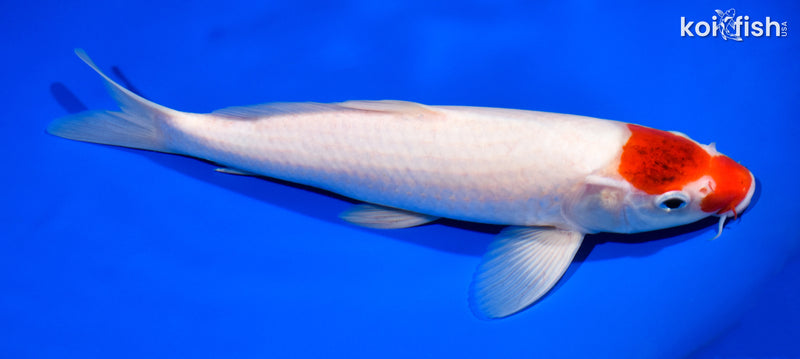 12.25" GOROMO