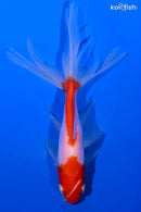 6.5" WATONAI GOLDFISH