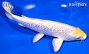 8.5" GINRIN LEMON HARIWAKE