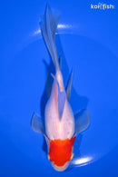 7.25" SARASA COMET GOLDFISH