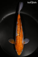 10" GINRIN METALLIC OCHIBA SHIGURE