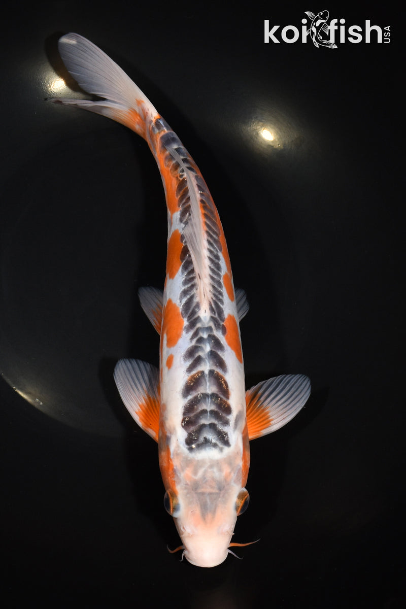 11.25" HI SHUSUI