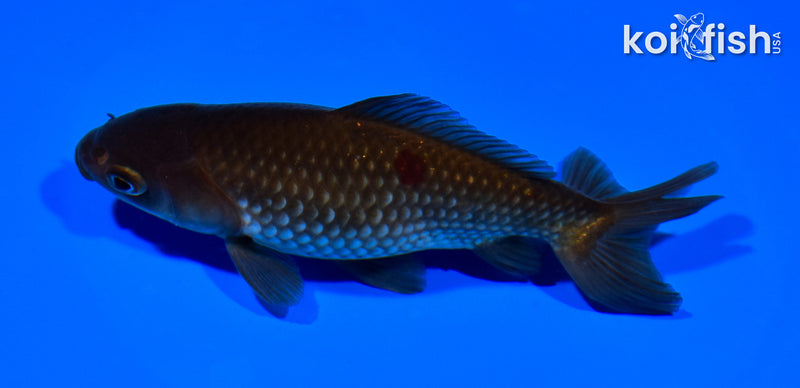 6" WAKIN GOLDFISH