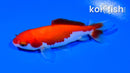 3.75" WAKIN GOLDFISH