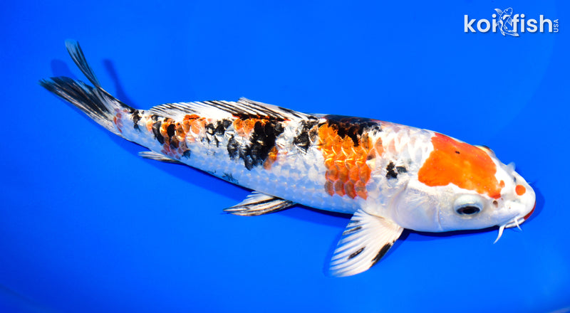 8.5" GINRIN YAMATO NISHIKI