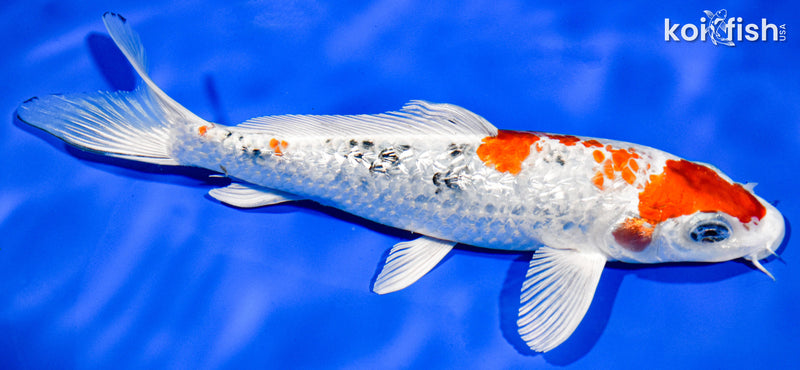 8" GINRIN YAMATO NISHIKI
