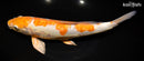 12.75" ARAGOKE OCHIBA SHIGURE