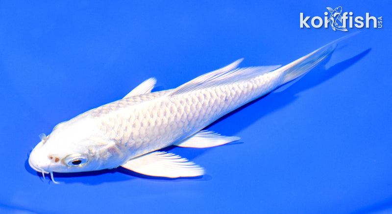 6" PLATINUM OGON BUTTERFLY