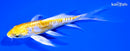 4.75" DOITSU LEMON HARIWAKE BUTTERFLY