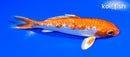 5.5" GINRIN HARIWAKE