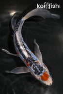 8.5" SHUSUI BUTTERFLY