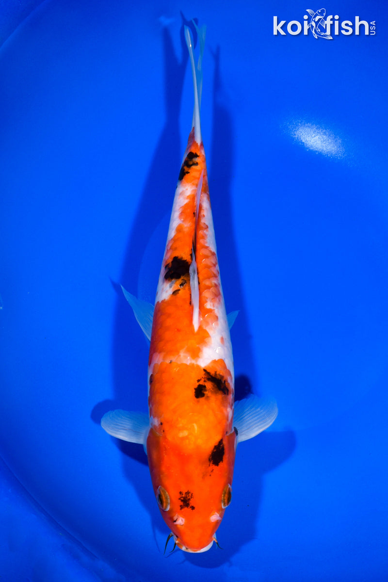 11.75" SANKE