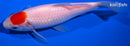 6.25" TANCHO COMET GOLDFISH