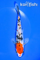 6.5" GINRIN SANKE
