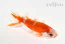 4" WATONAI GOLDFISH