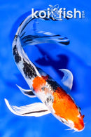 8" YAMATO NISHIKI BUTTERFLY