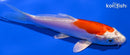 5.25" LEATHER KIKUSUI