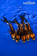 PACK OF (5) 5-6" KABUTO BUTTERFLY KOI