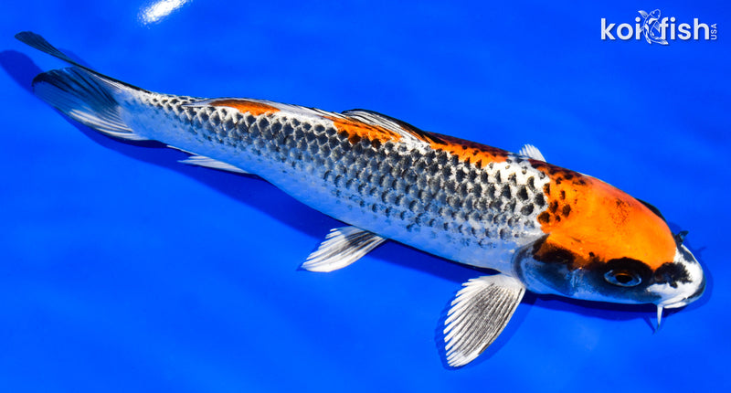 8" BENI GINGA