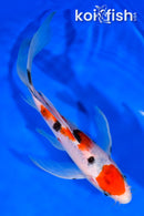 8.25" MARUTEN SANKE BUTTERFLY