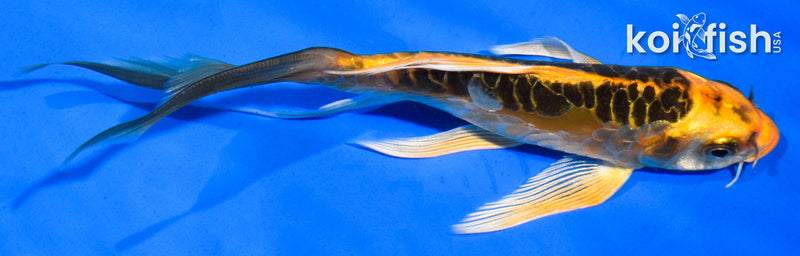 5.5" DOITSU KI MATSUBA BUTTERFLY