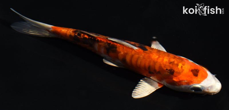 5.5" ARAGOKE HEISEI NISHIKI