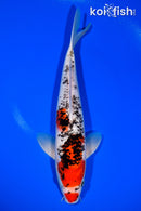 11.25" BENI MATSUKAWABAKE