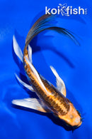 5" ARAGOKE BENI KIKOKURYU BUTTERFLY