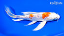 7" ARAGOKE KIKUSUI BUTTERFLY